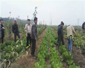 鄲城技術(shù)跟蹤指導(dǎo)